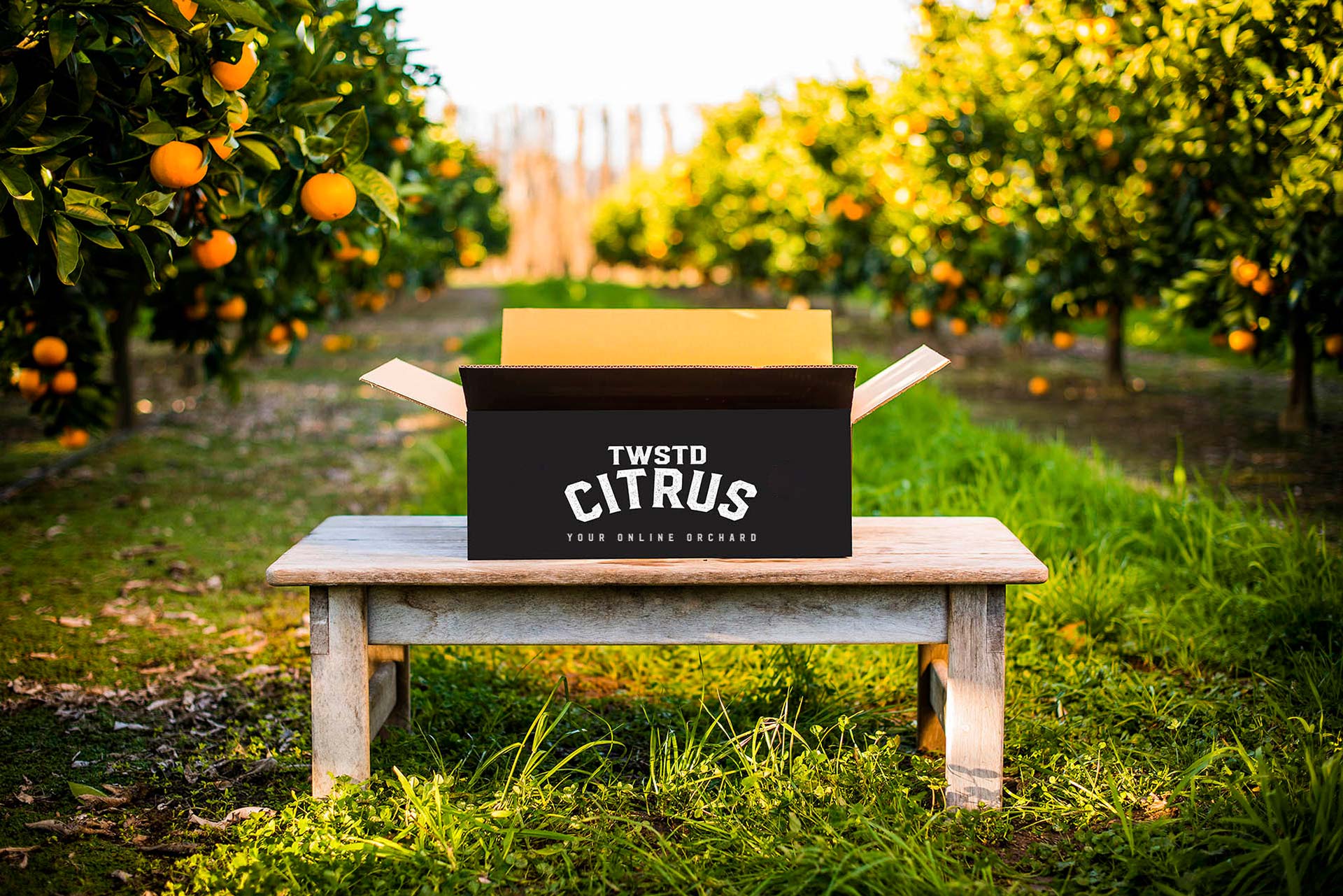Buy Custom Premium Boxes Online NZ - Twisted Citrus
