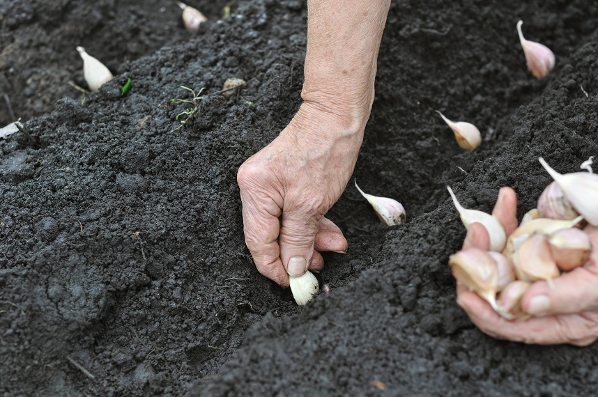 Planting Garlic NZ