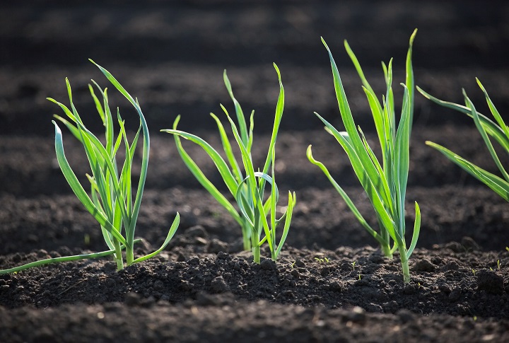 The shortest day: time to plant garlic!