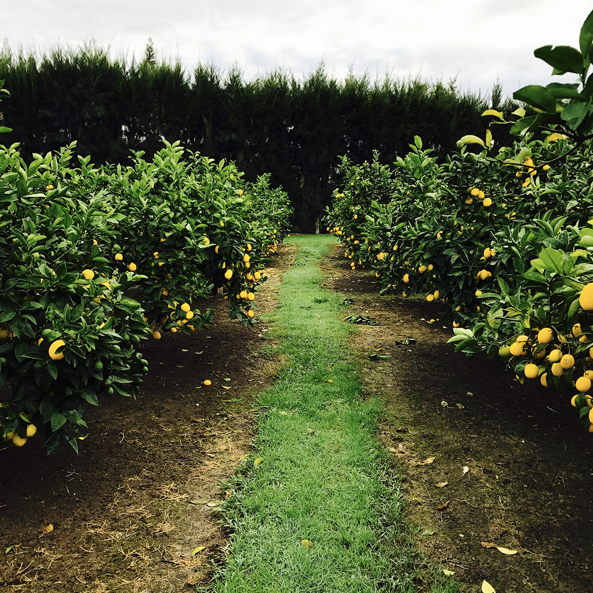 Juicy Facts About Lemons