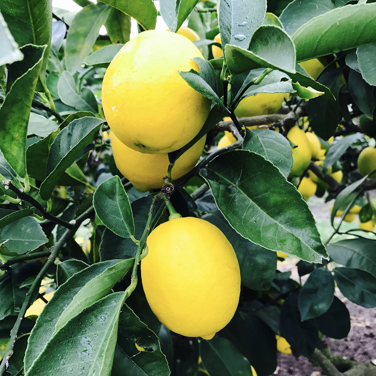 Juicy Facts About Lemons