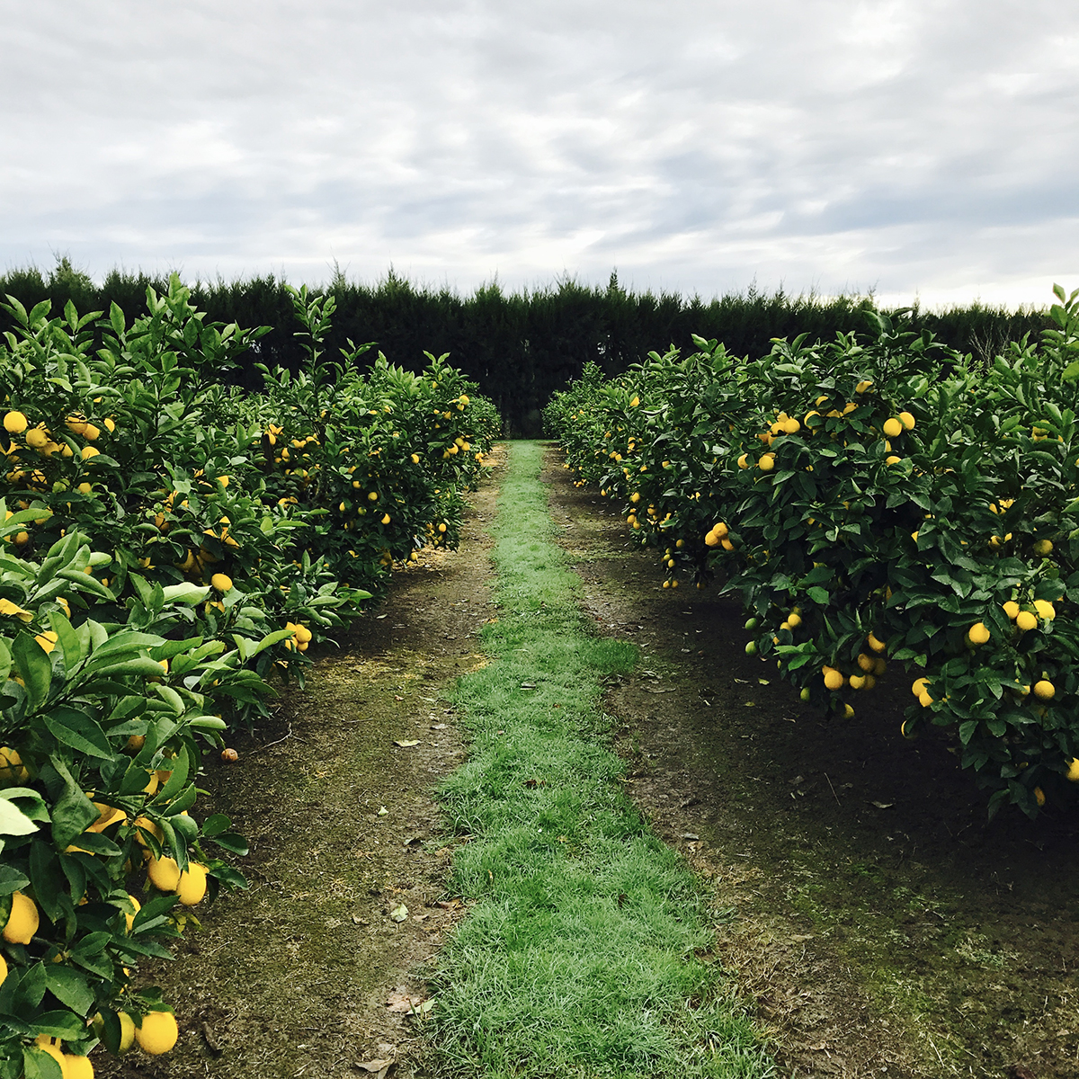 Juicy Facts About Lemons