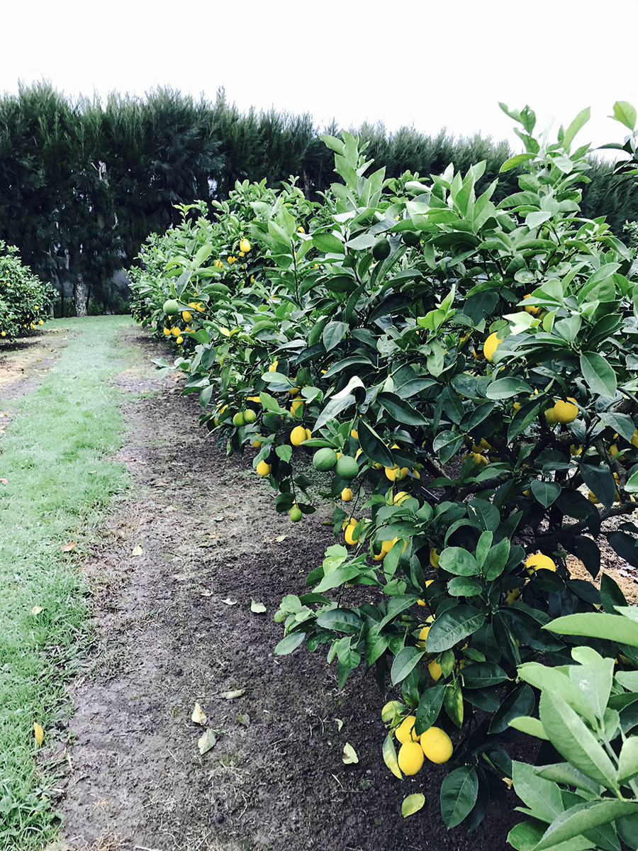 Juicy Facts About Lemons