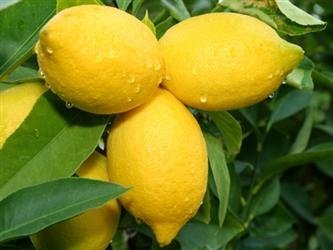 Juicy Facts About Lemons