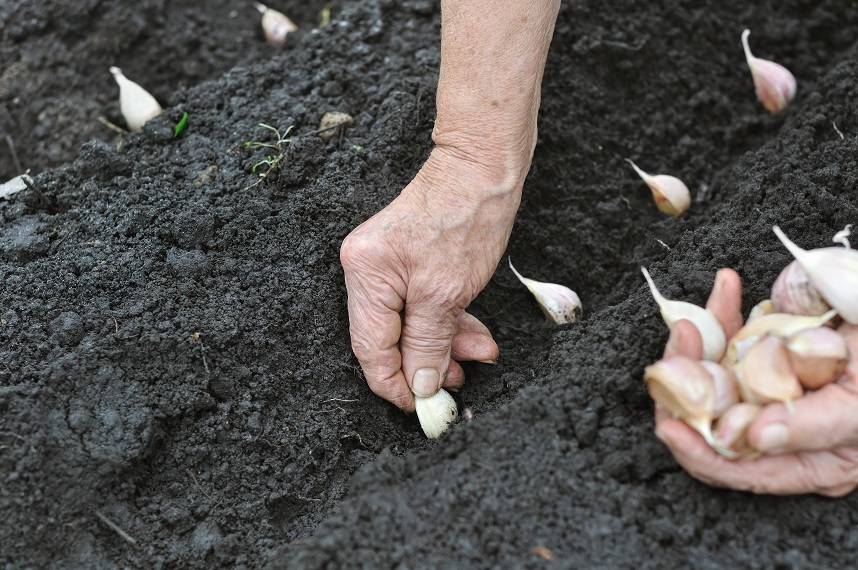 The shortest day: time to plant garlic!