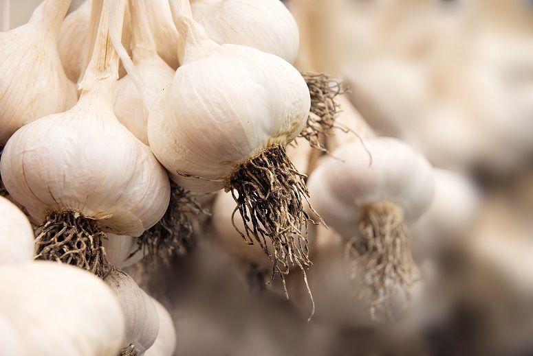 The shortest day: time to plant garlic!