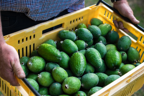 Fruit of the month: Feijoas