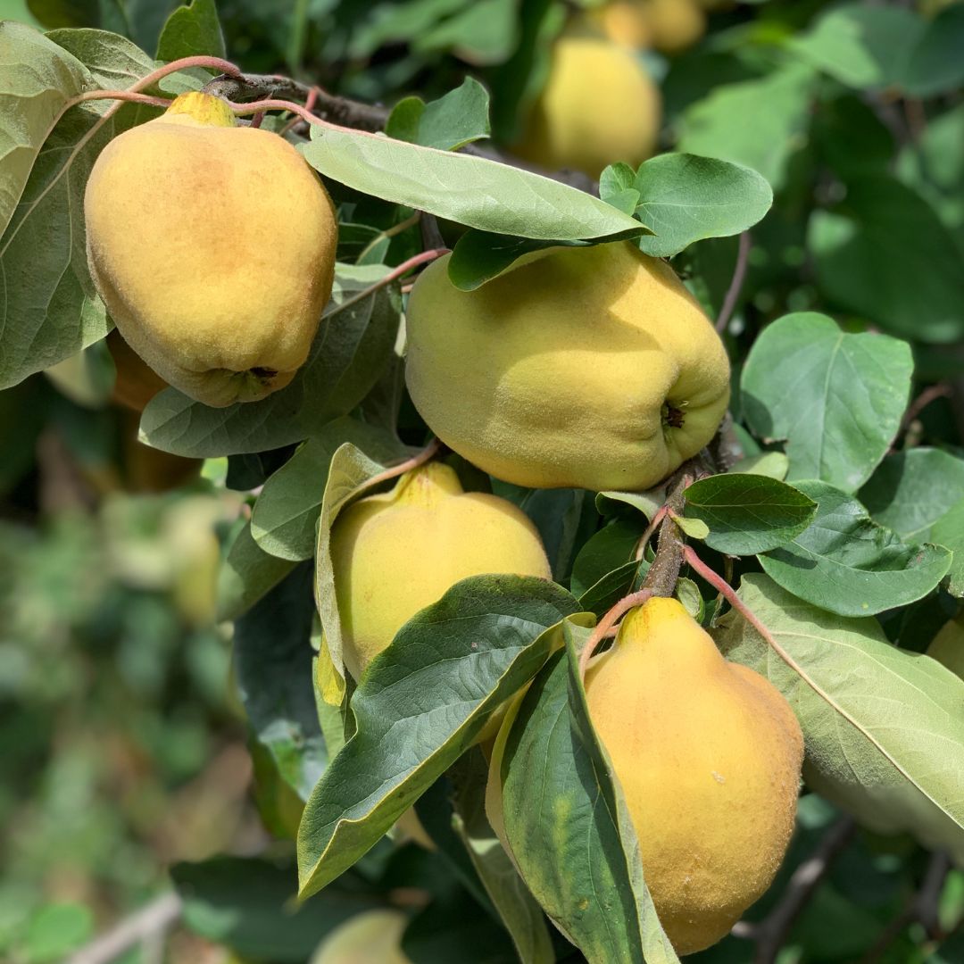 Buy Quince  Online NZ - Twisted Citrus