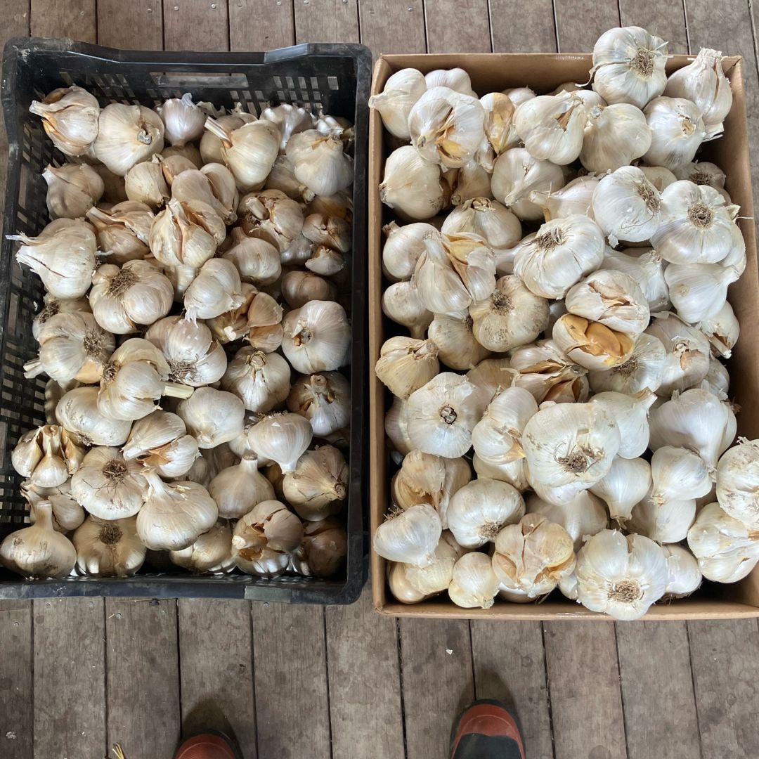 Buy Garlic - Elephant Online NZ