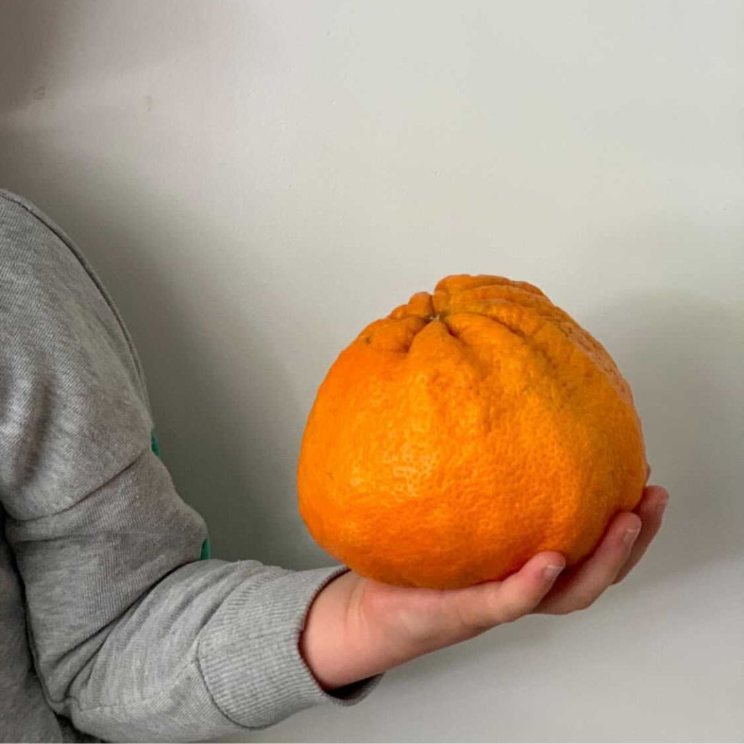 Buy Ugli Fruit Online NZ
