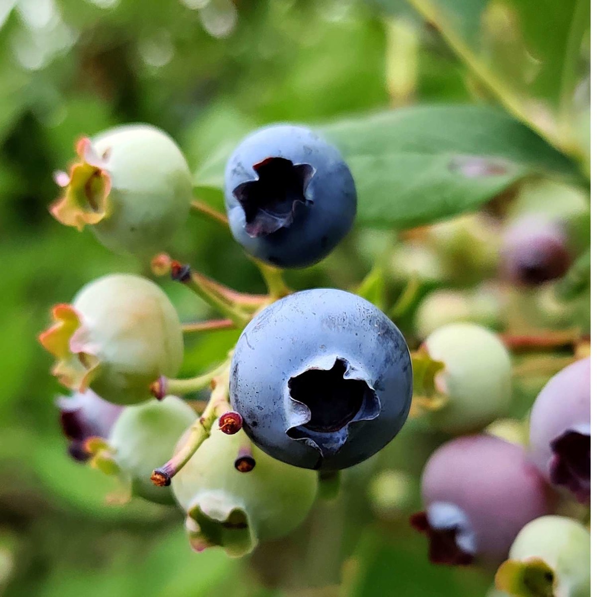 Buy Blueberries Online NZ