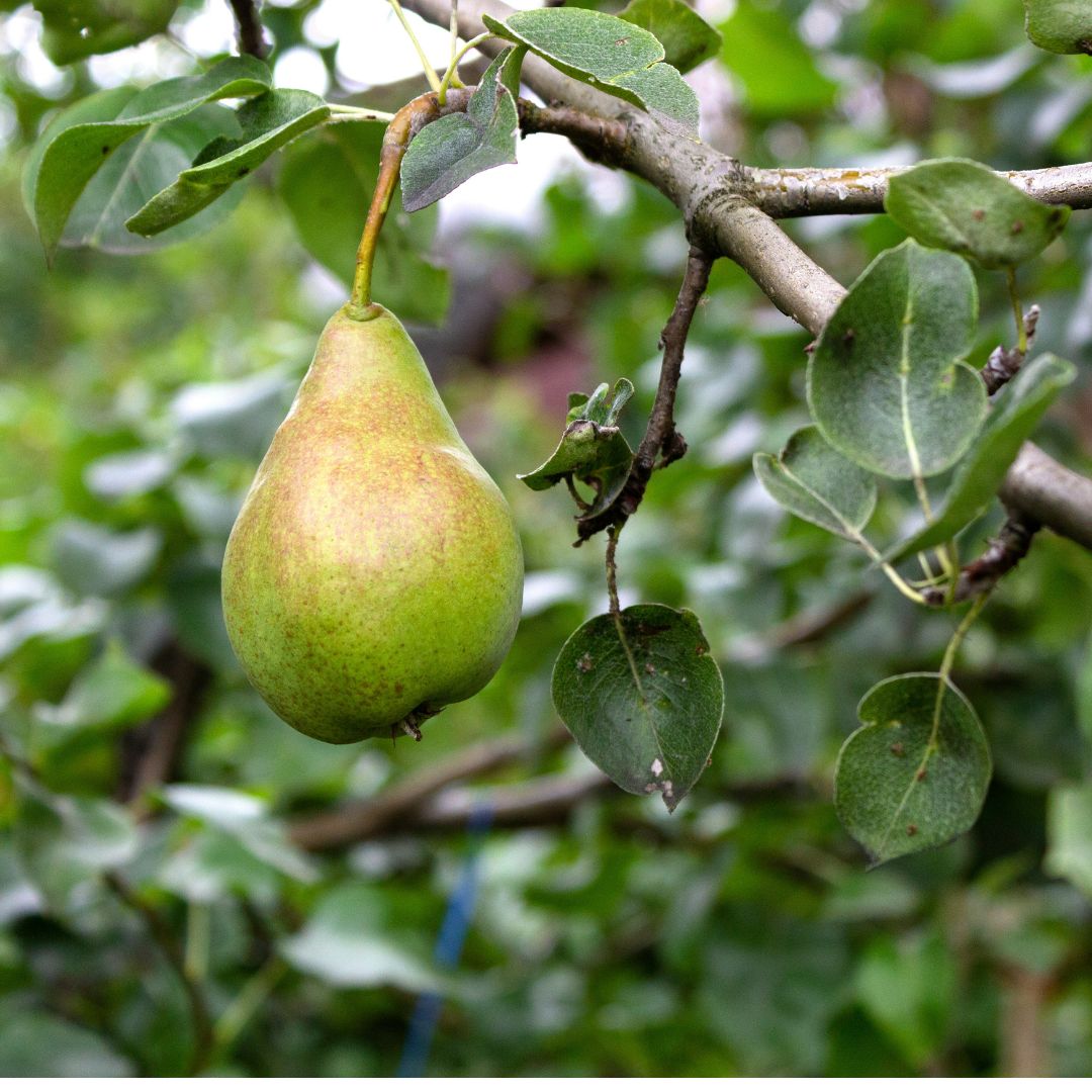Buy Pears - Packham Online NZ