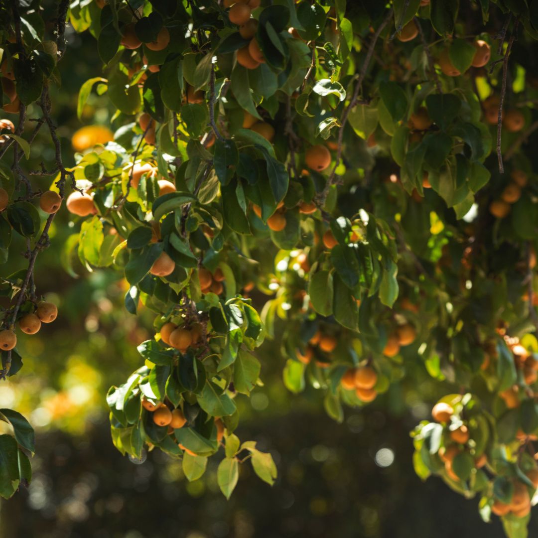 Buy Nashi  Online NZ