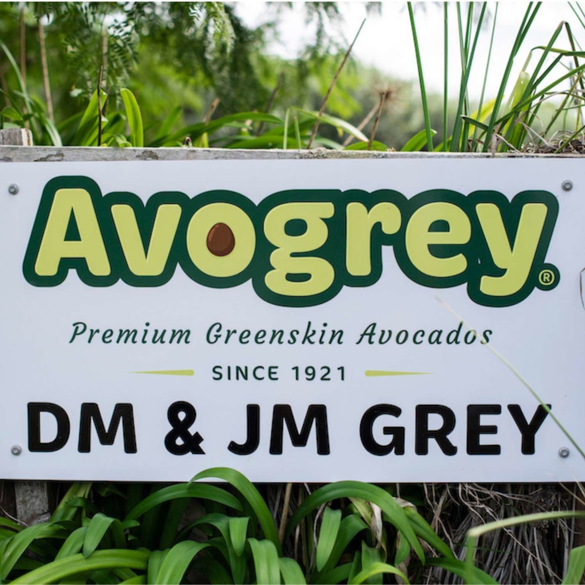 Buy Avocado - Avogrey Eclipse Online NZ