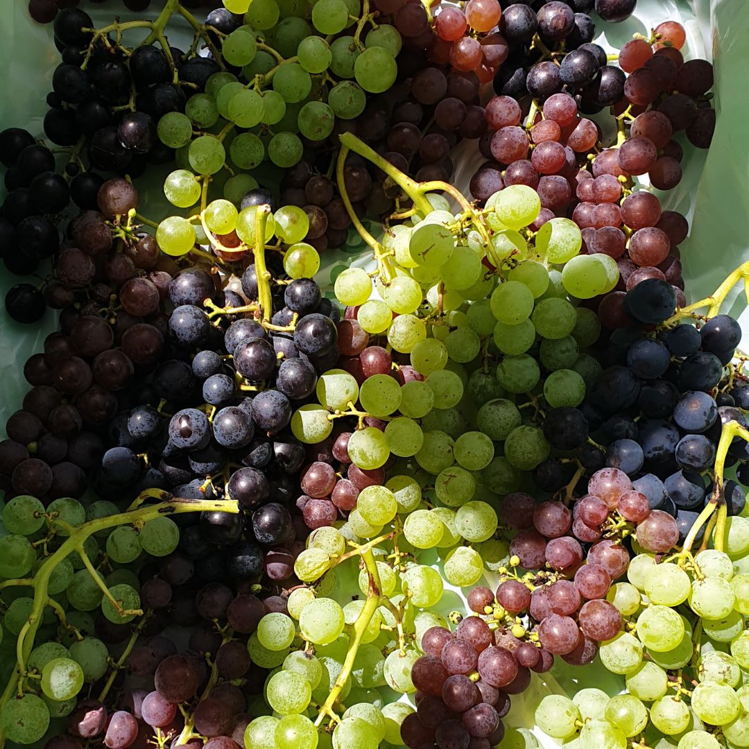 Buy Grapes - Steuben Online NZ