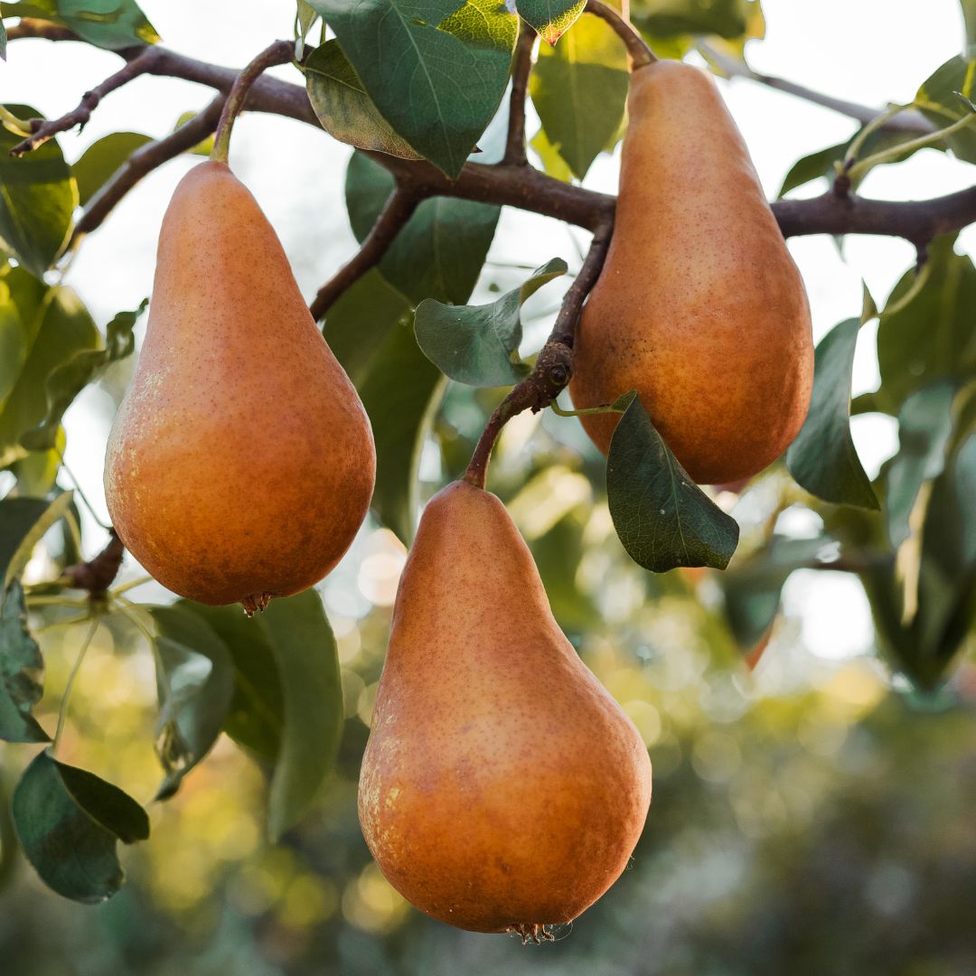 Buy Pears - Bosc Online NZ
