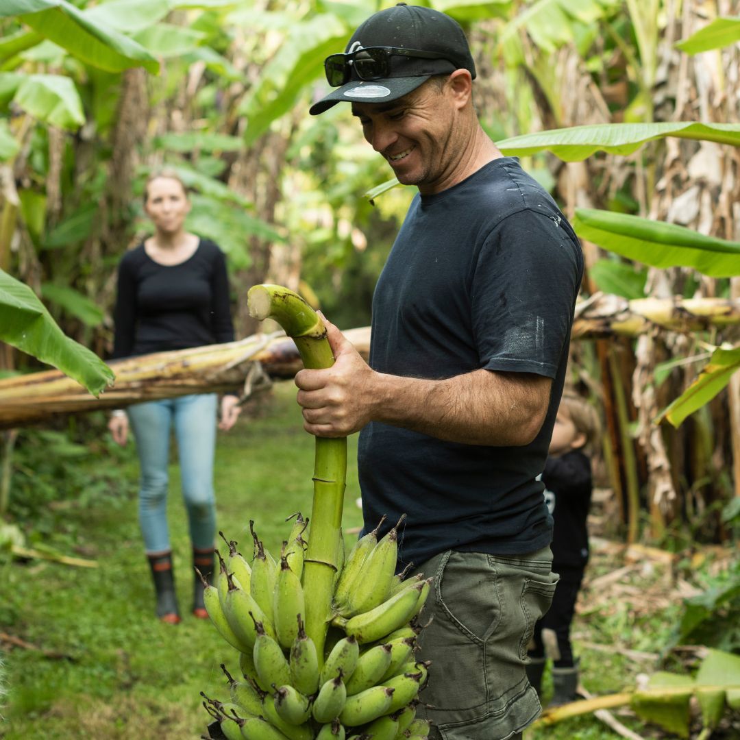 Buy Banana - Misi Luki Online NZ