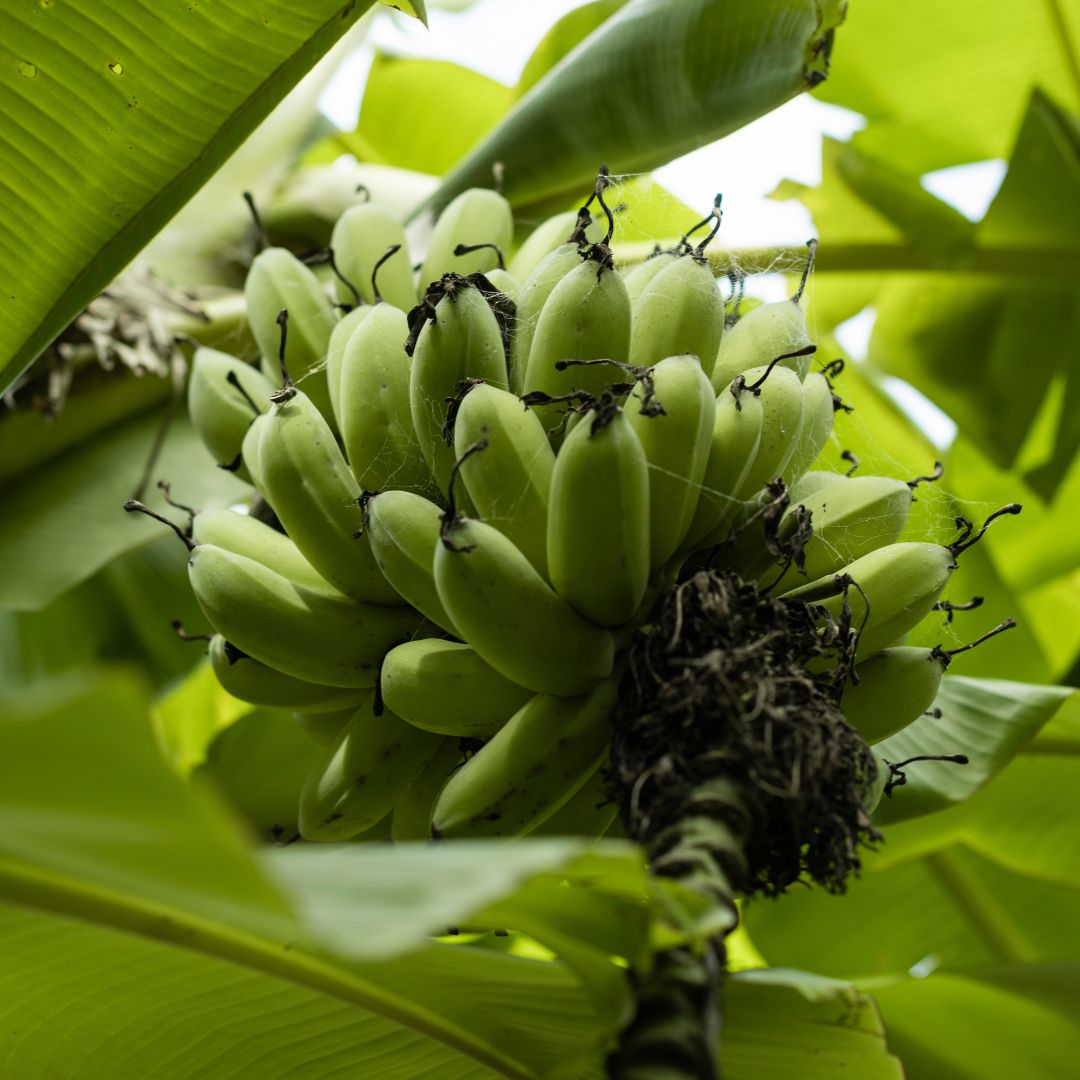 Buy Banana - Misi Luki Online NZ