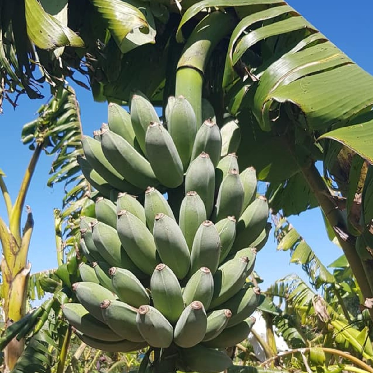 Buy Banana - Misi Luki Online NZ