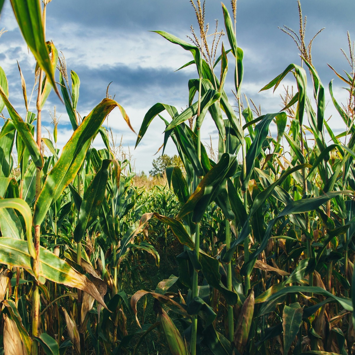 Buy Sweetcorn Online NZ