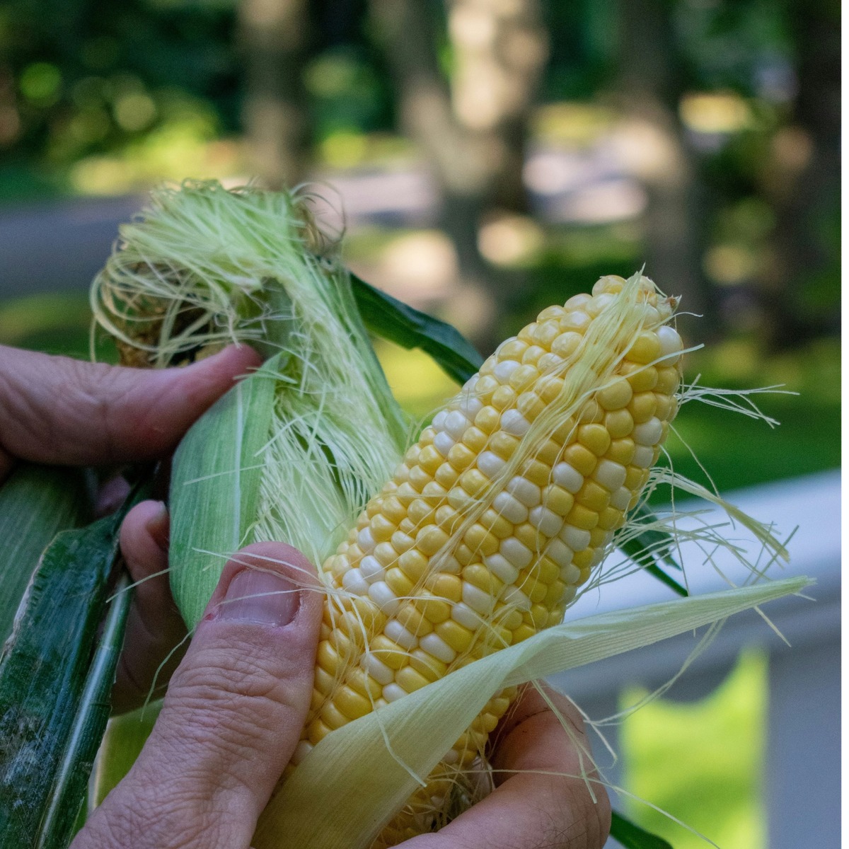 Buy Sweetcorn Online NZ