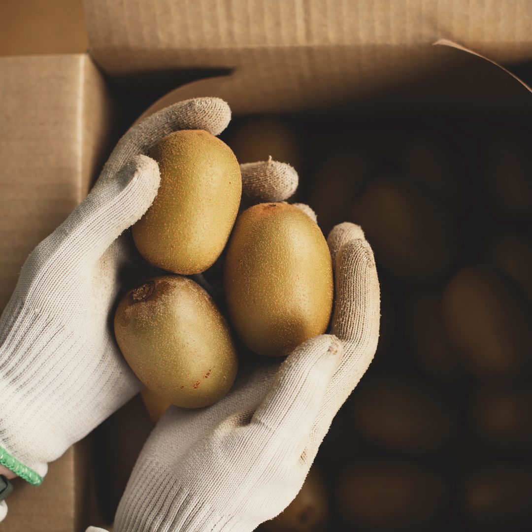 Buy Kiwifruit - Red Online NZ