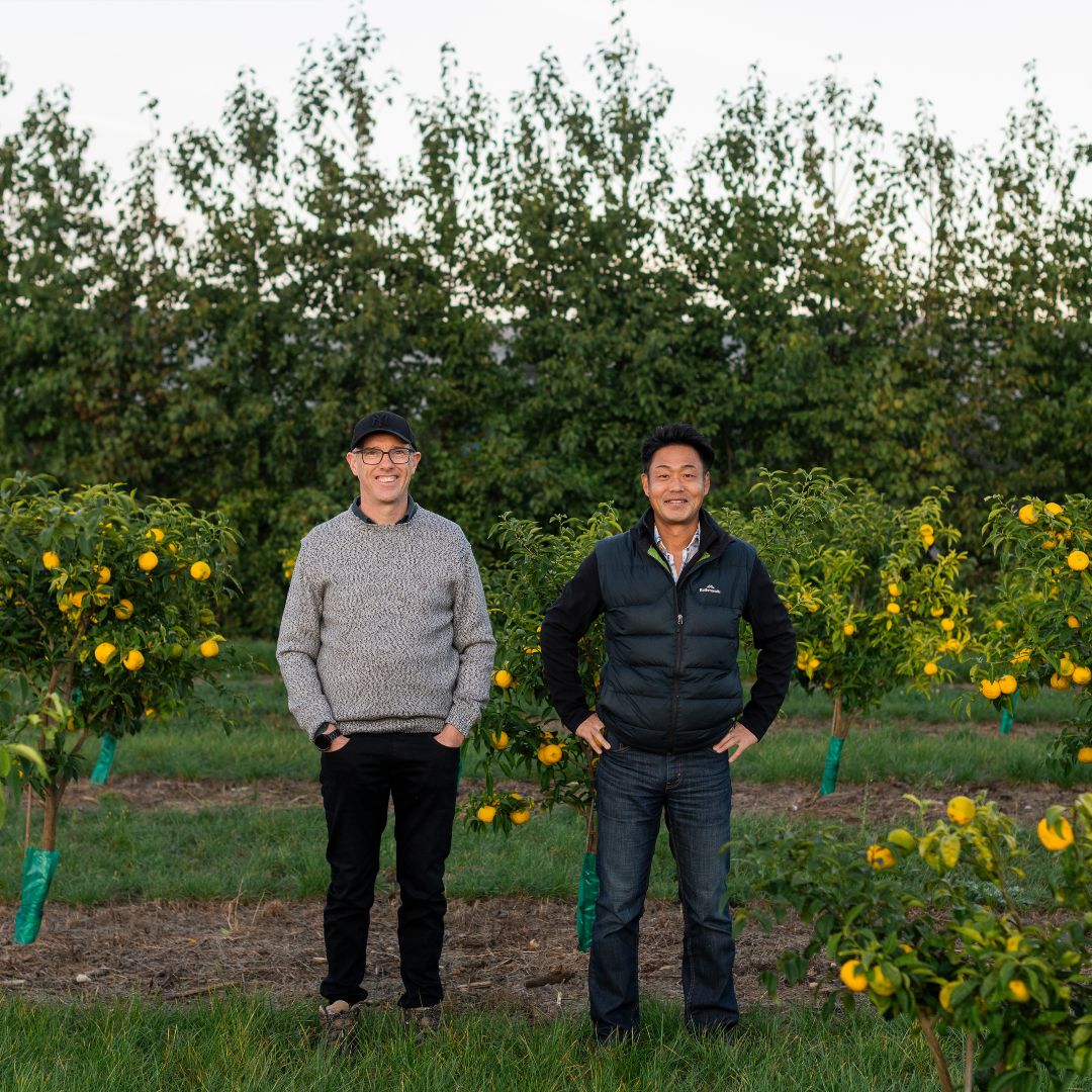 Buy Yuzu Online NZ