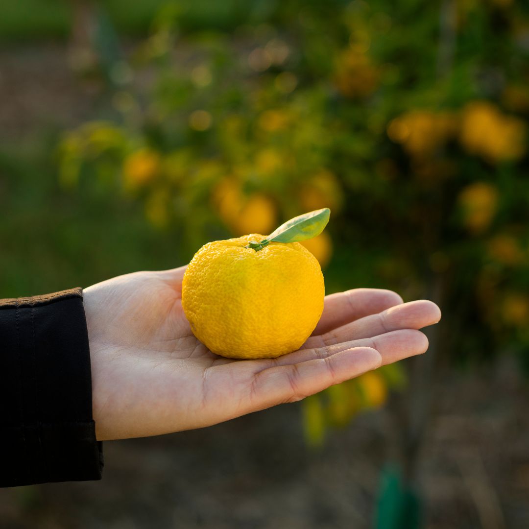 Buy Yuzu Online NZ