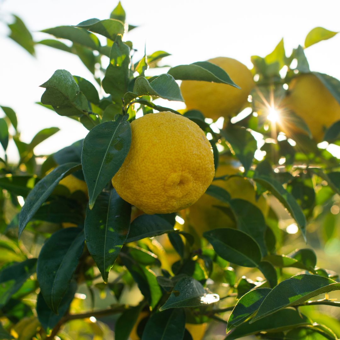 Buy Yuzu Online NZ