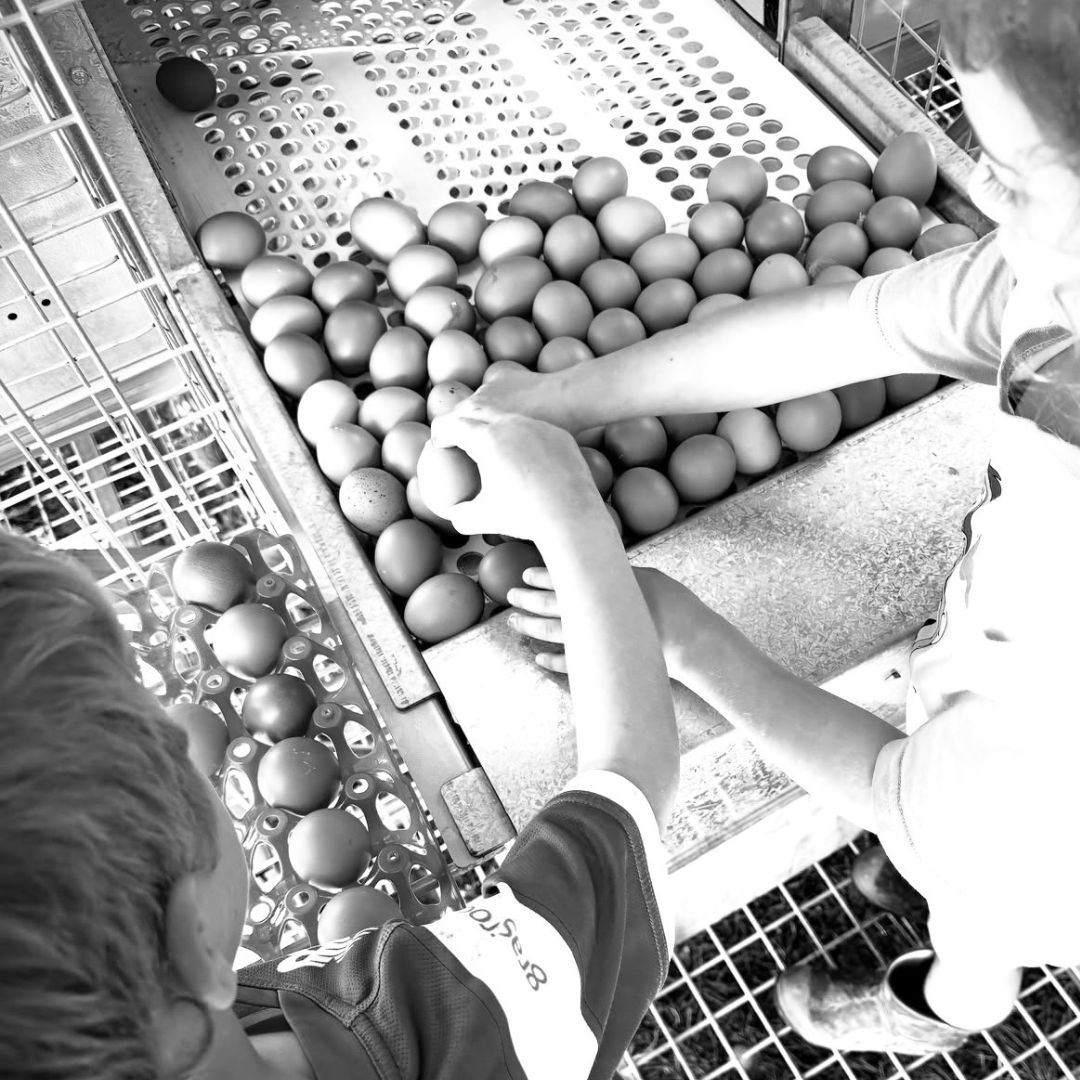 Buy Eggs - Pasture Raised Online NZ