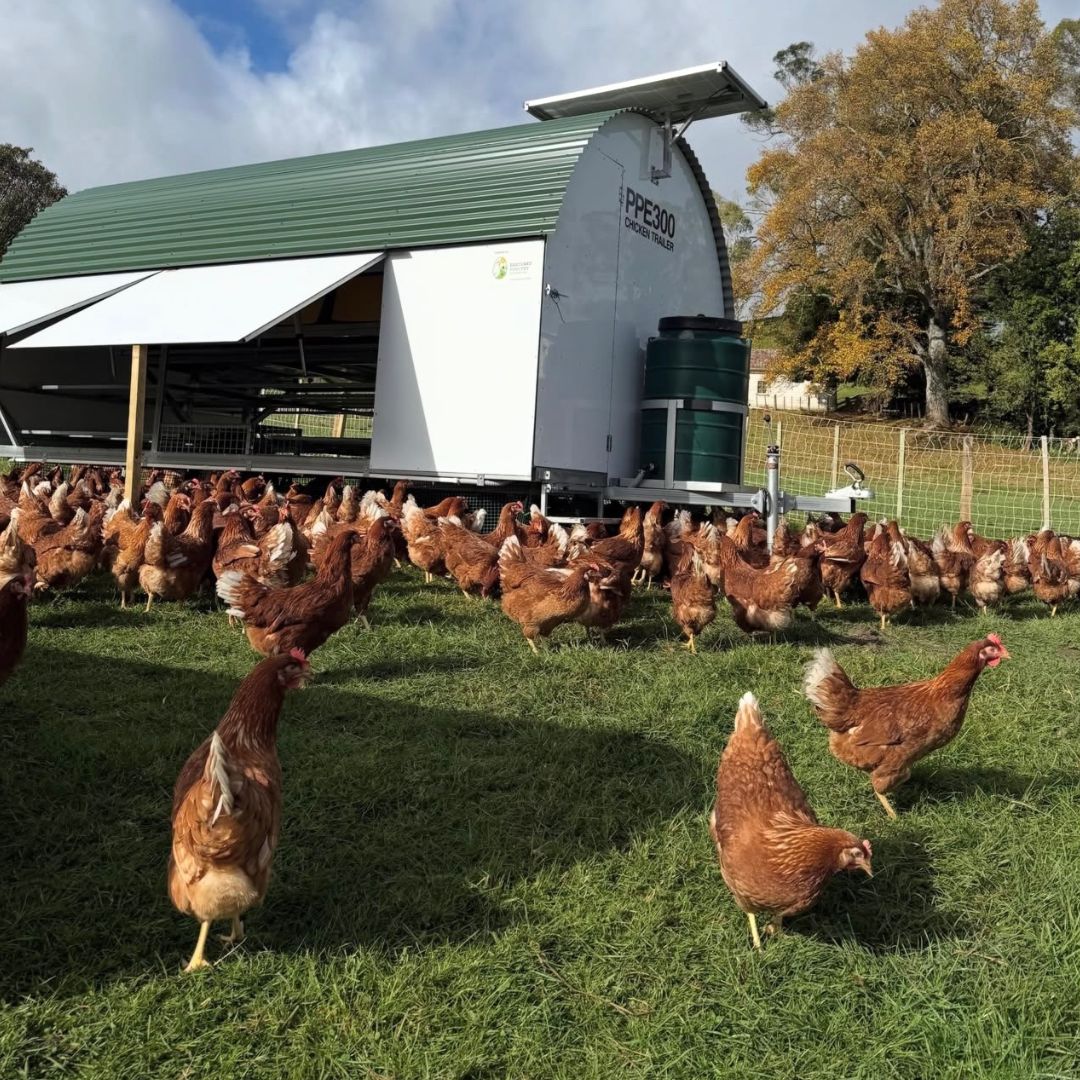 Buy Eggs - Pasture Raised Online NZ