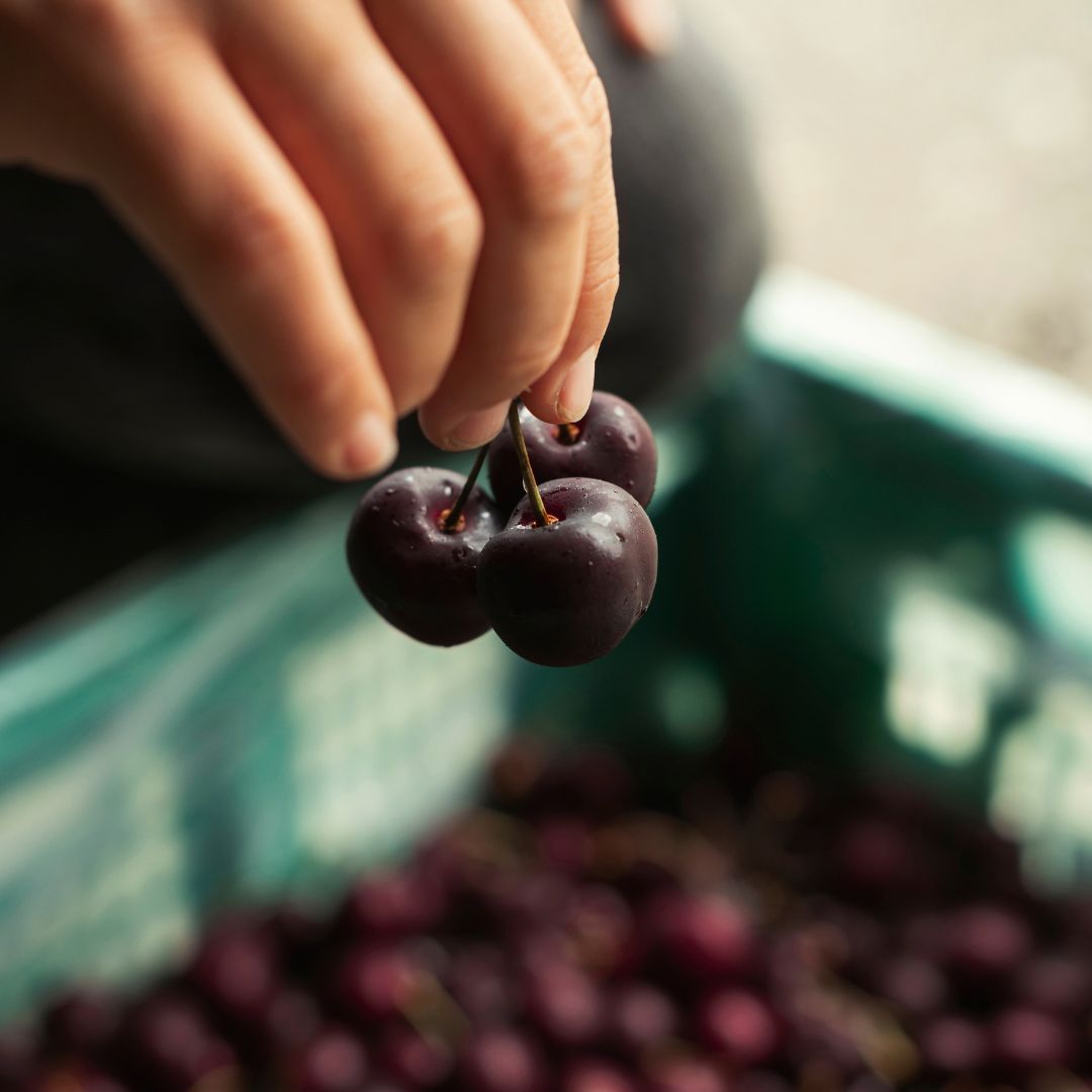 Buy Christmas Cherry Gift Box Online NZ