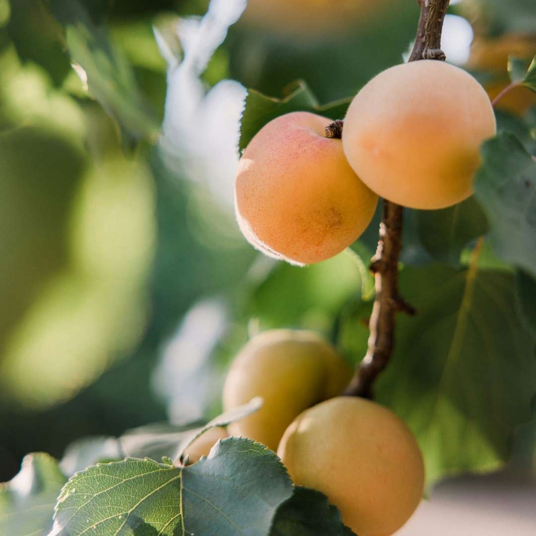 Buy Apricots Online NZ
