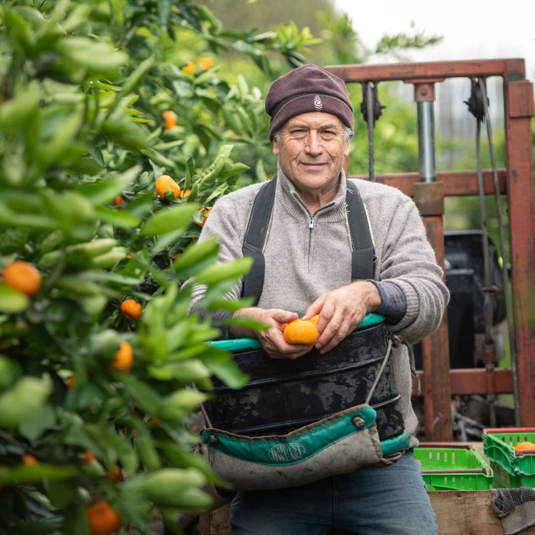 Buy Twisted Favourites - Fruit Club Online NZ