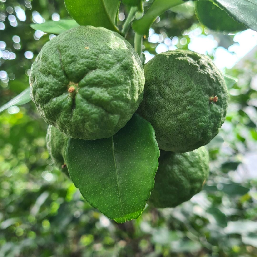 Buy Makrut Lime Fruit Online NZ - Twisted Citrus