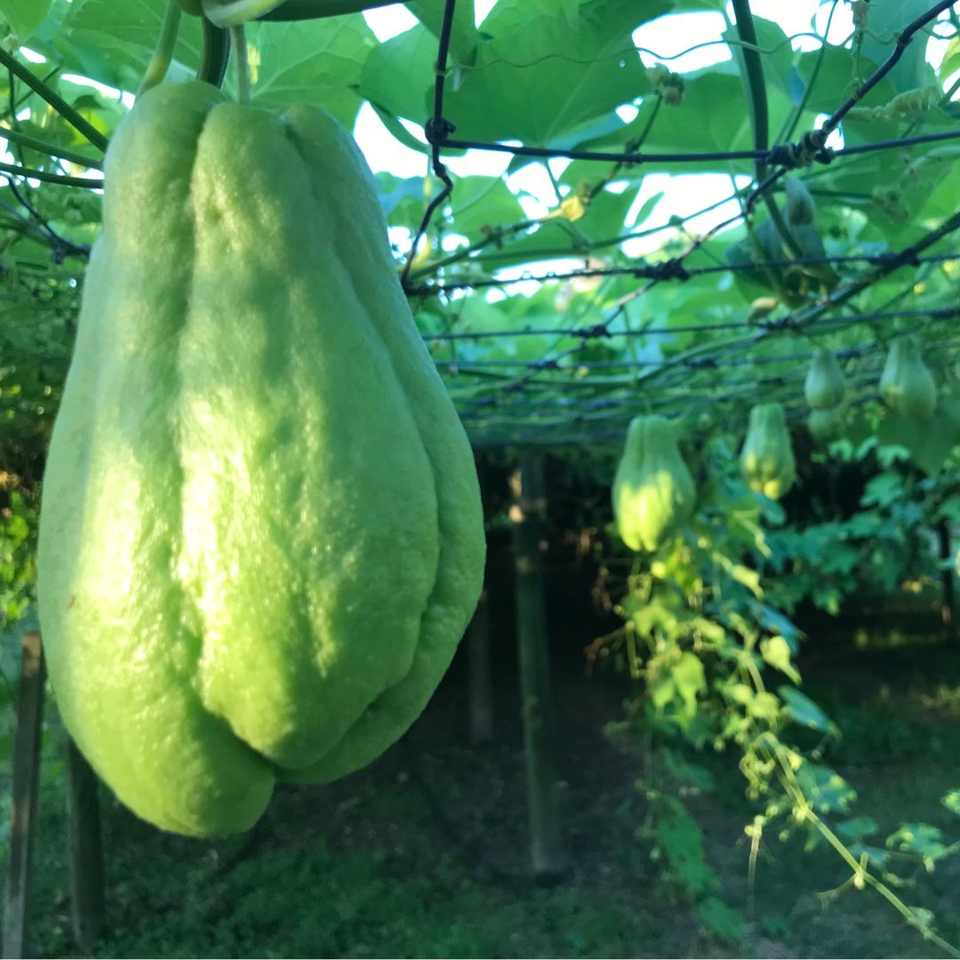 Buy Choko Online NZ - Twisted Citrus