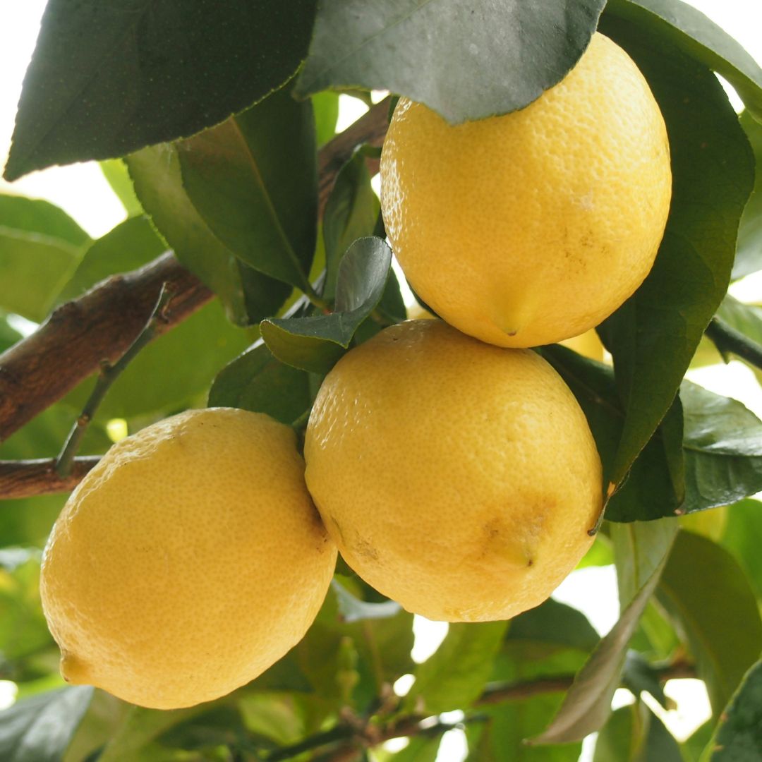 Buy Lemons - Lisbon Online NZ - Twisted Citrus