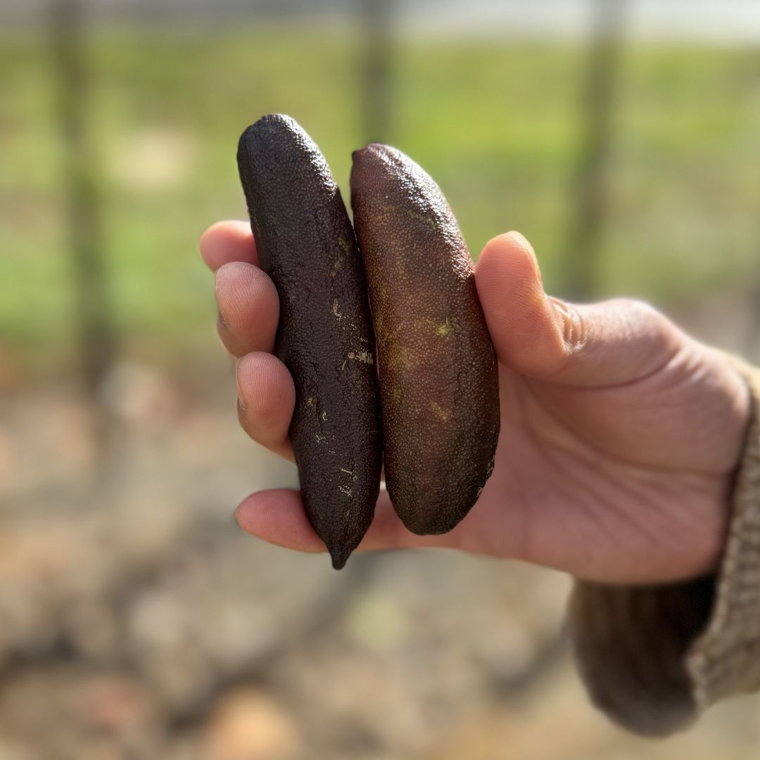 Buy Finger Limes - Brown Online NZ
