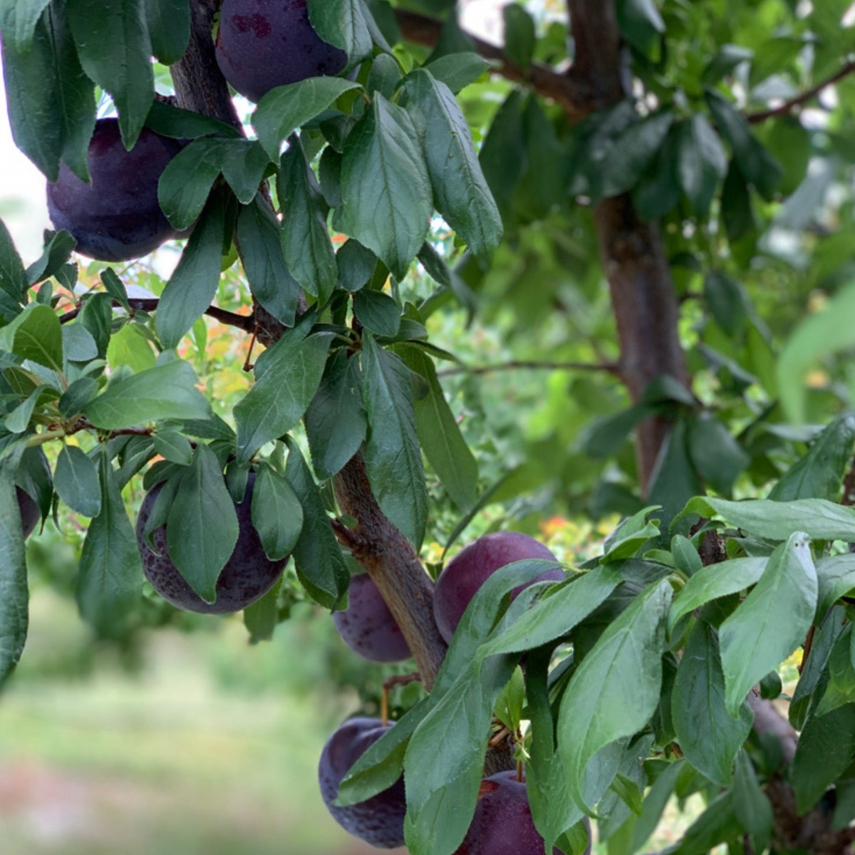 Buy Plums - Angelino  Online NZ