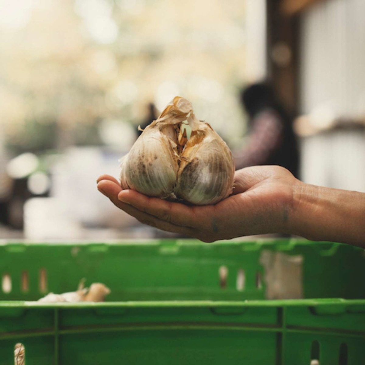 Buy Garlic - Elephant Online NZ