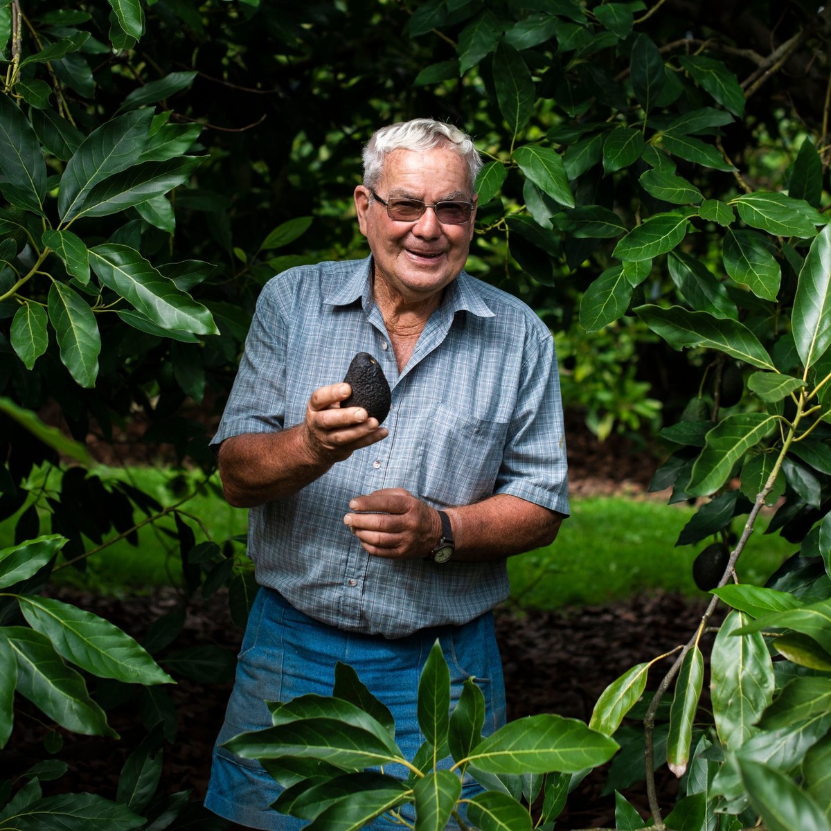 Buy Avocados - Hass Online NZ