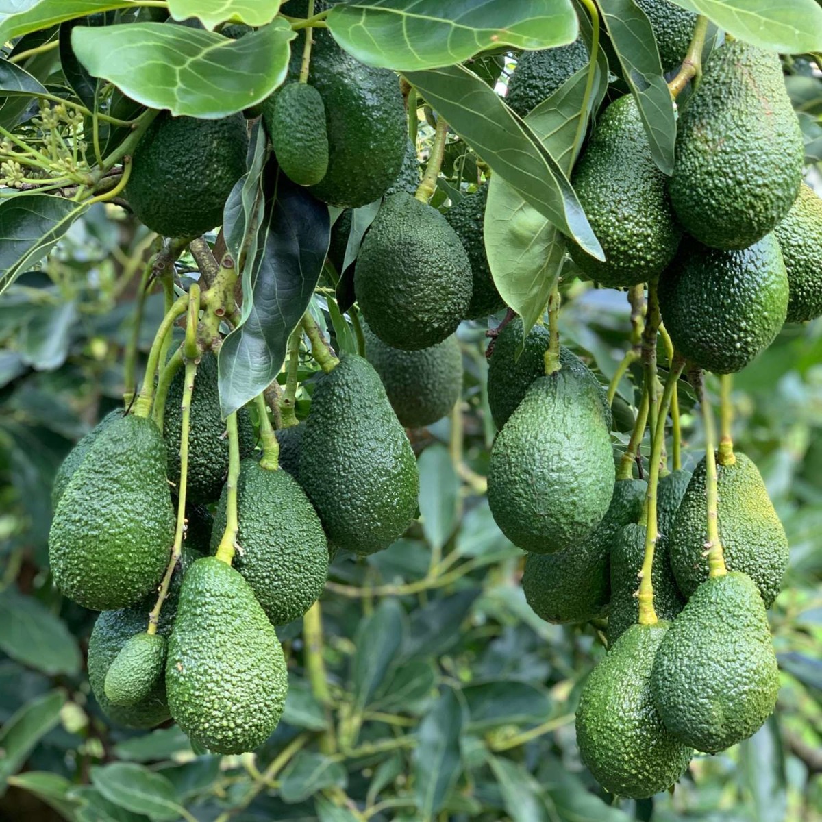 Buy Avocados - Hass Online NZ