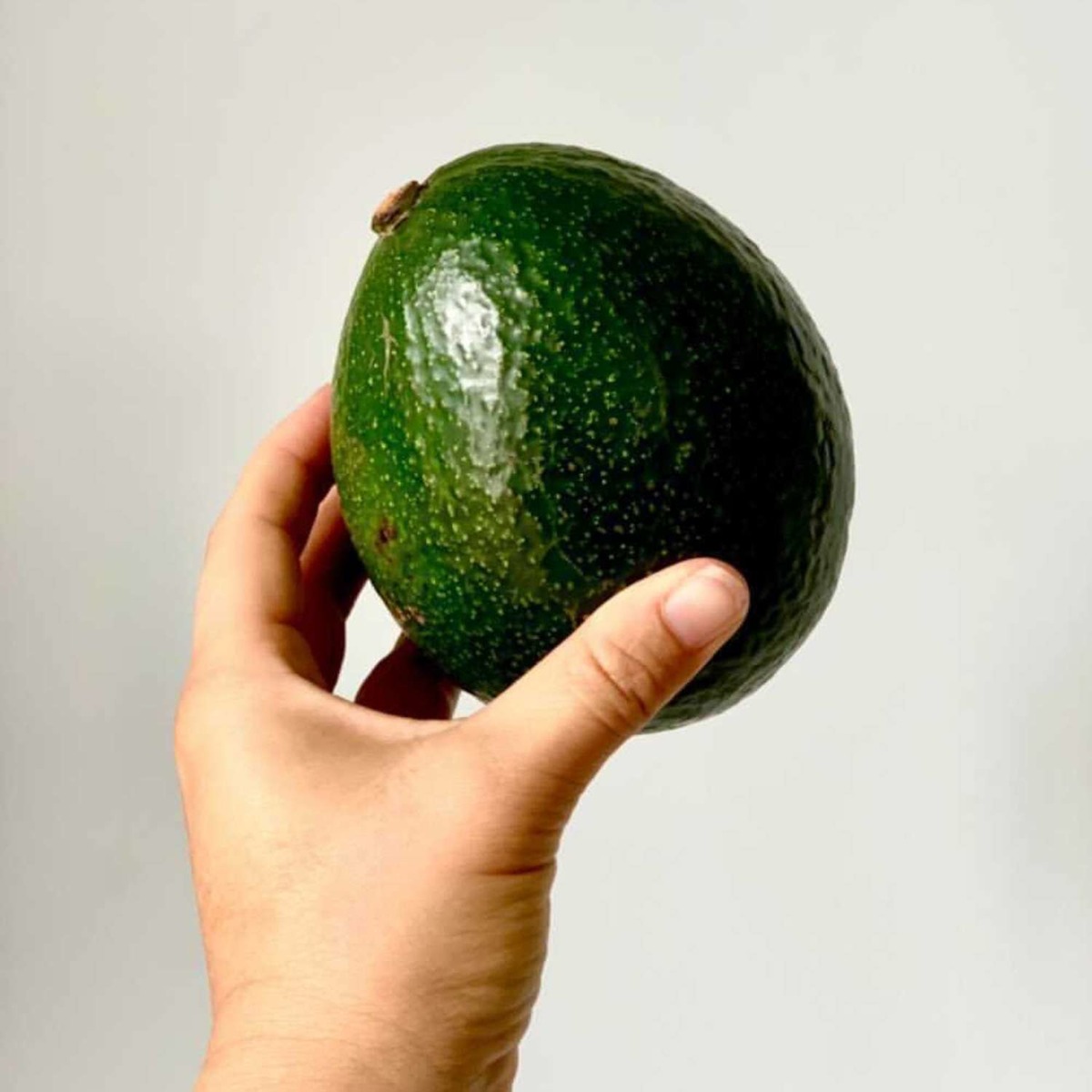 Buy Avocados - Reed Online NZ