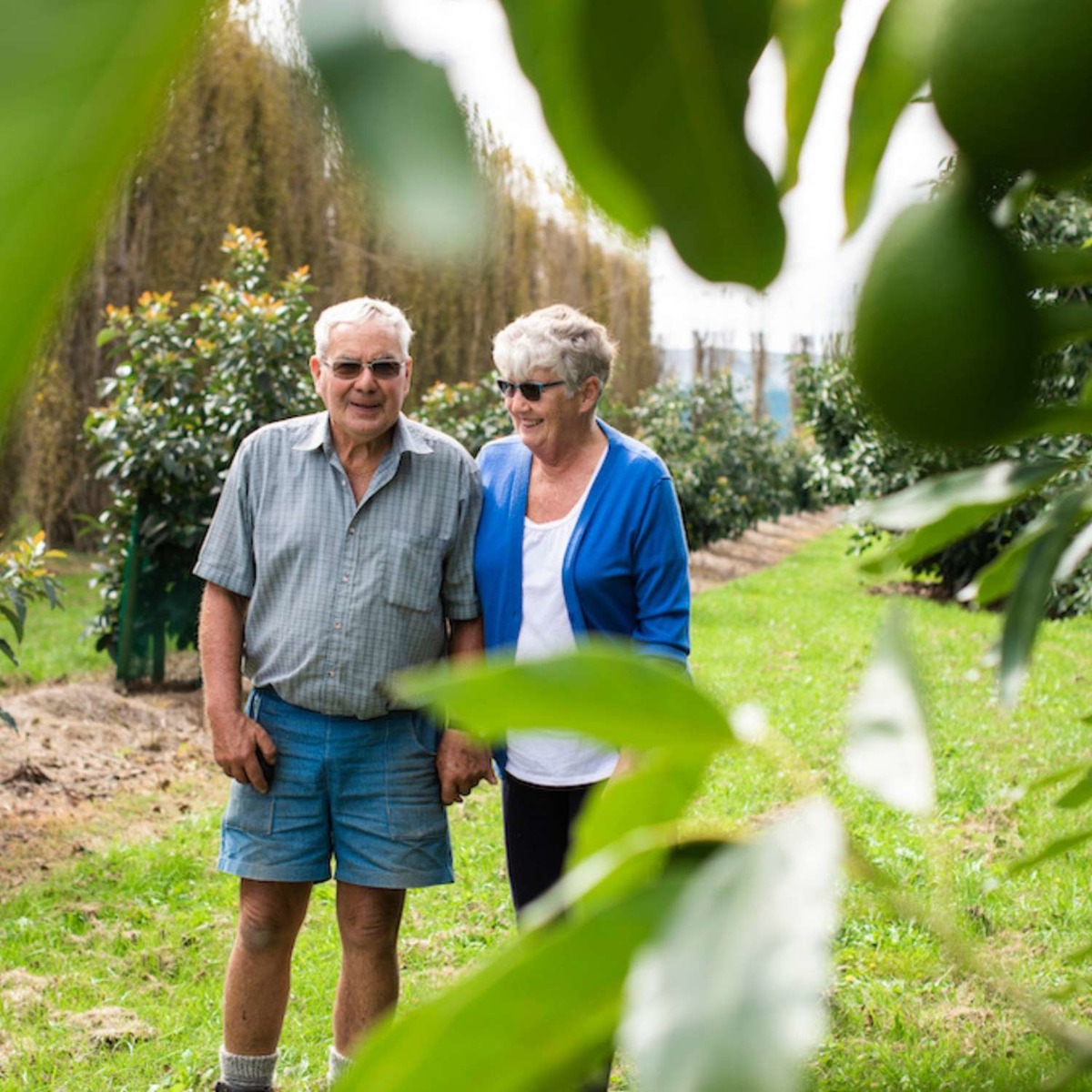 Buy Avocados - Esther Online NZ