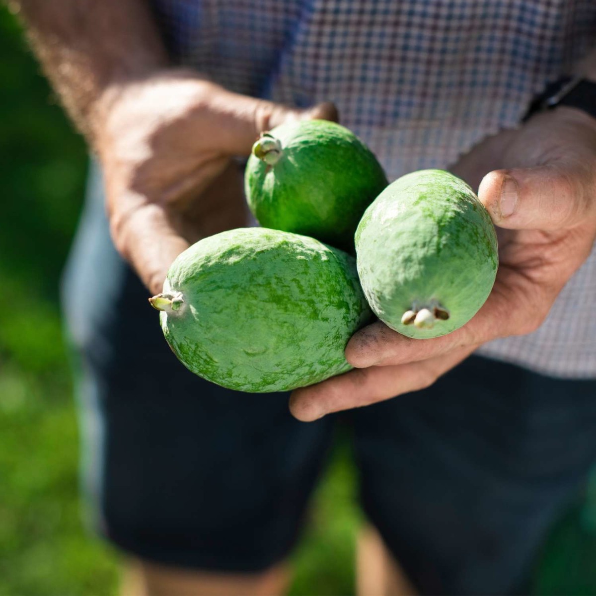 Buy Feijoas  Online NZ