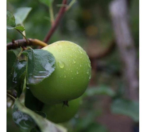 Buy Apples - Granny Smith Online NZ