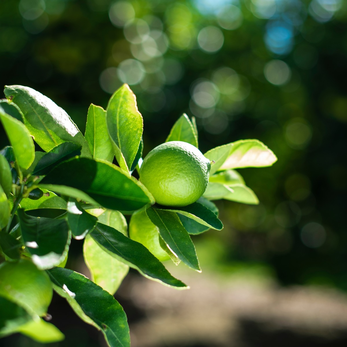 Buy Lime Juicer Online NZ