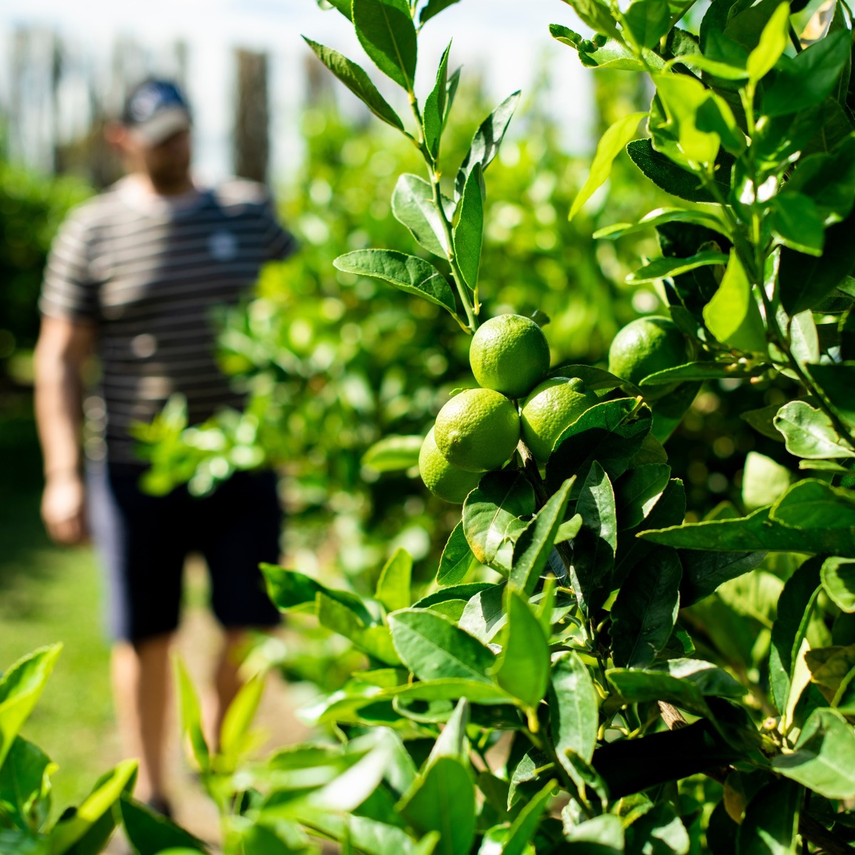 Buy Limes  Online NZ
