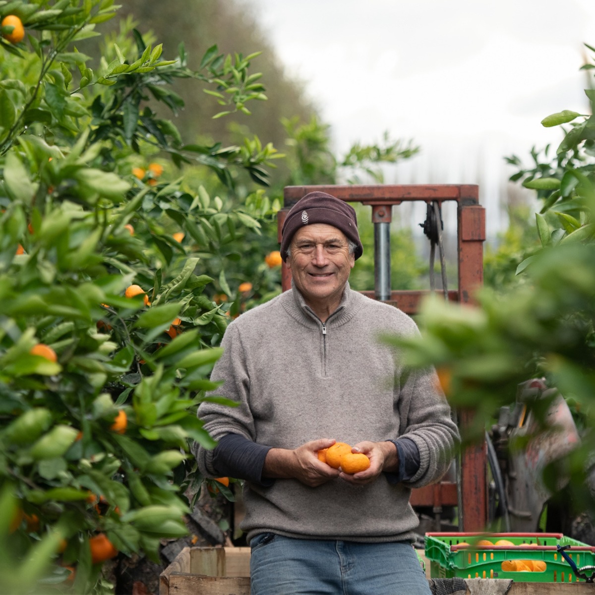 Buy Mandarins - Satsuma Online NZ