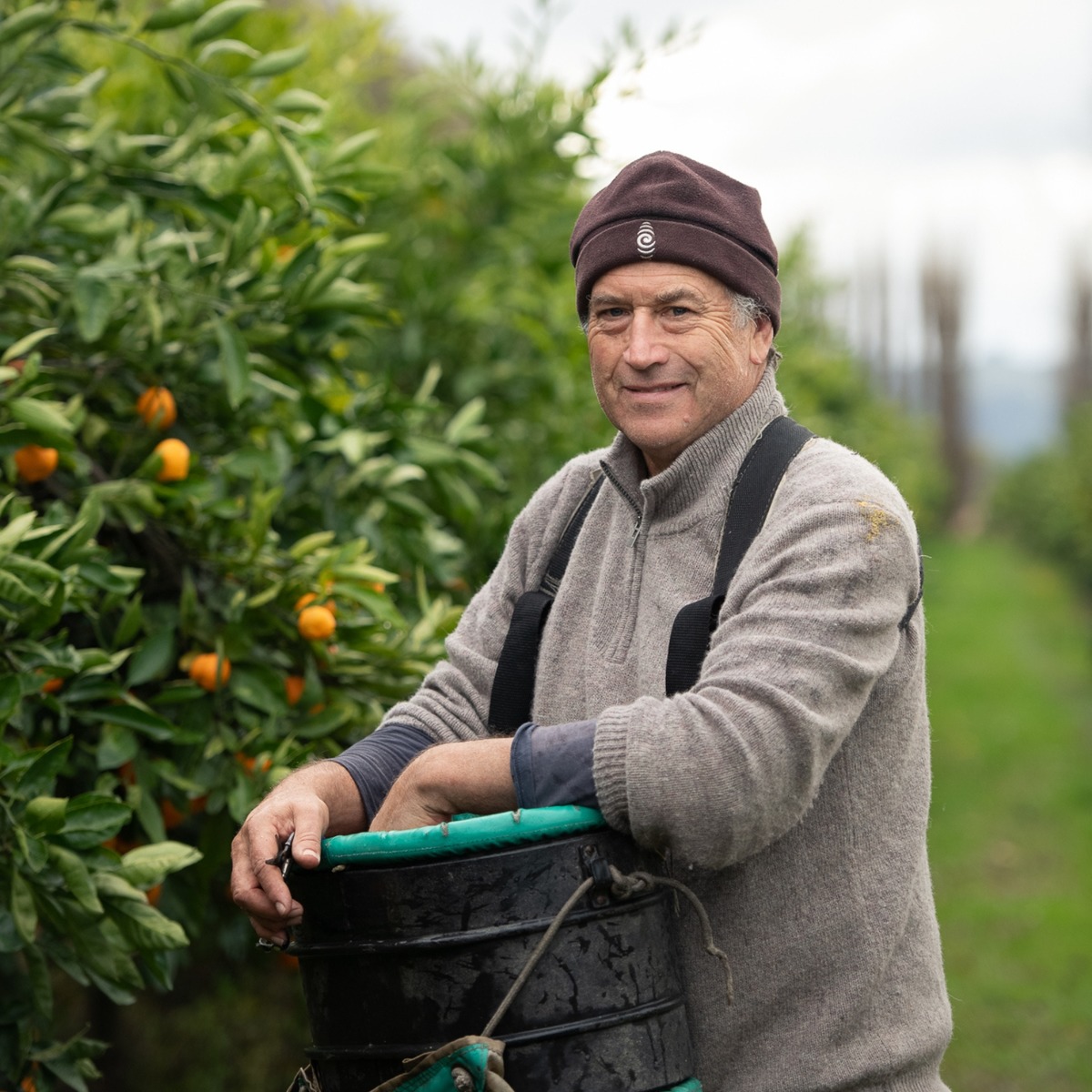 Buy Mandarins - Afourer Online NZ